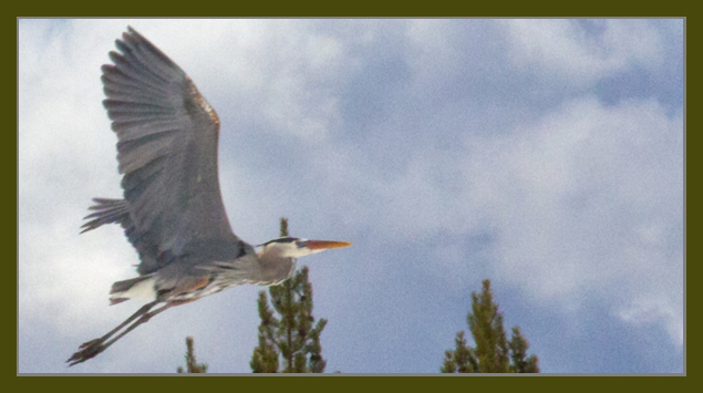 Great Blue Heron taken by John William Uhler - Spring 2012 © Copyright All Rights Reserved